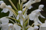 White fringed orchid